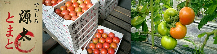 源太トマト
