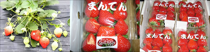 とくさんクラブ　いちご