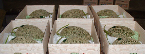 肥後グリーンメロン