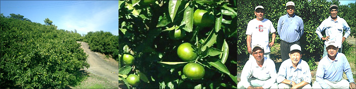 アールスメロン