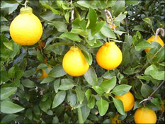 肥後グリーンメロン