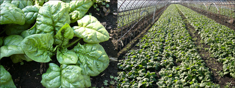 ちぢみホウレン草