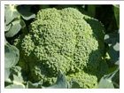ブロッコリー・カリフラワー