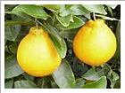 みかん・不知火柑