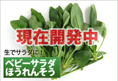 ベビーサラダほうれんそう