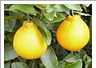 みかん・ 不知火柑